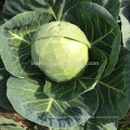 C11 Hongmei early maturity 60 to 70 days hybrid cabbage seeds